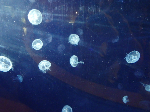 L'Oceanogr&agrave;fic Center.